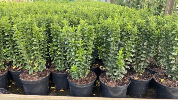 Euonymus Benkomoki kan wel 150 cm hoog worden