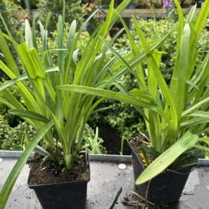 Goed gevulde 9 cm pot