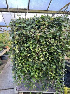 Langere Hedera die niet opgebonden zijn,vanaf 2024 verkrijgbaar met flinke kortingen