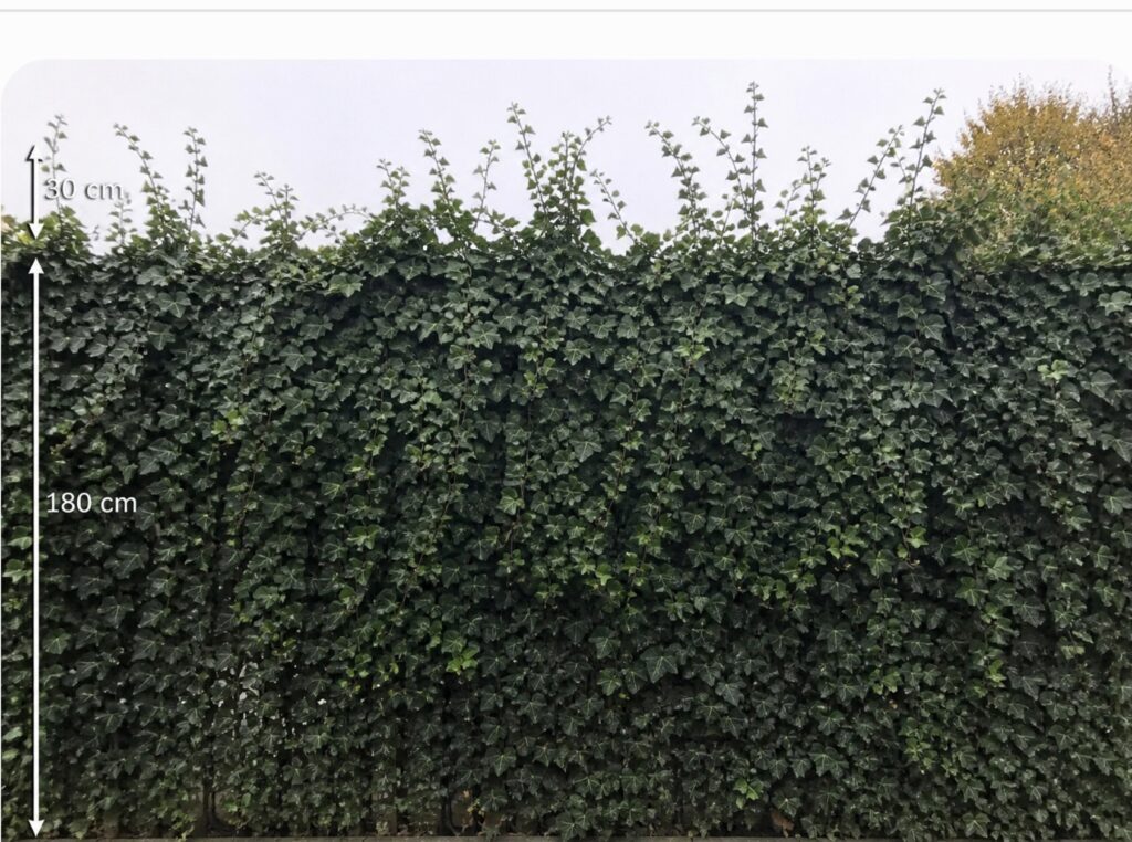 Hedera laat je eerst 30 cm boven het hekwerk groeien voordat u de eerste keer snoeit 