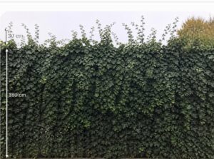 Hedera laat je eerst 30 cm boven het hekwerk groeien voordat u de eerste keer snoeit