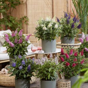 Buddleja davidii Butterfly Candy collectie