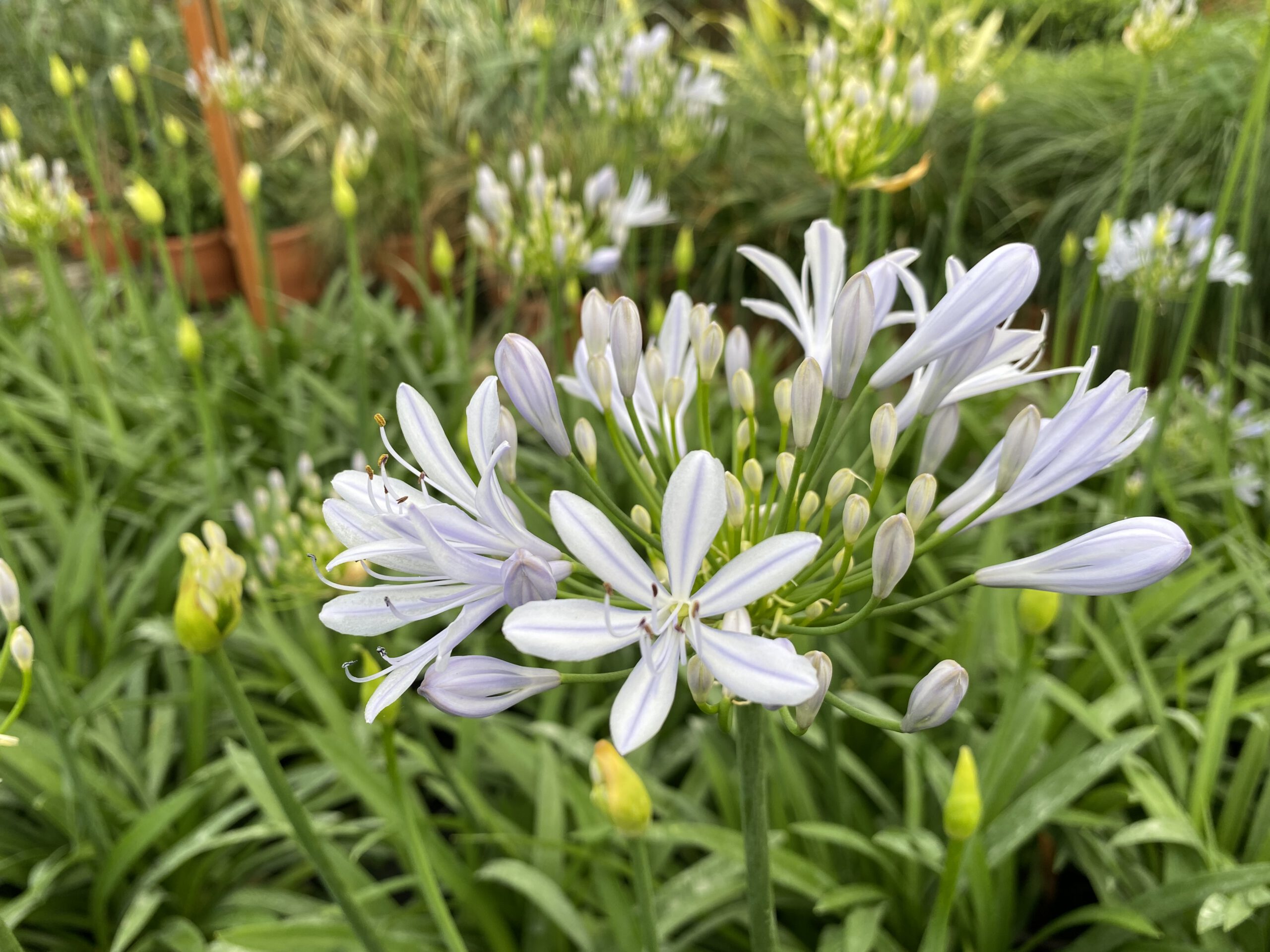Agapanthus hybride “Crystal Bleu”- lichtblauw