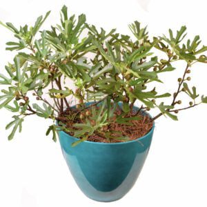 Ficus Carica 'Little Miss Figgy'’- zoete dwerg vijg Nieuw