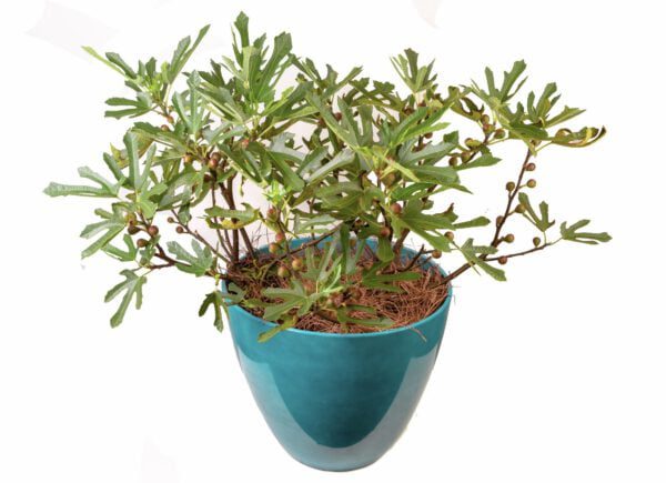 Ficus Carica 'Little Miss Figgy'’- zoete dwerg vijg Nieuw