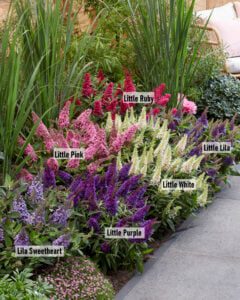 Buddleja davidii Butterfly Candy collectie