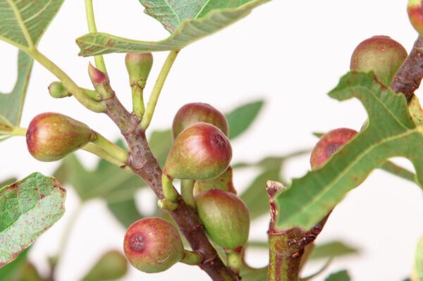 Ficus Carica 'Little Miss Figgy'’- zoete dwerg vijg Nieuw