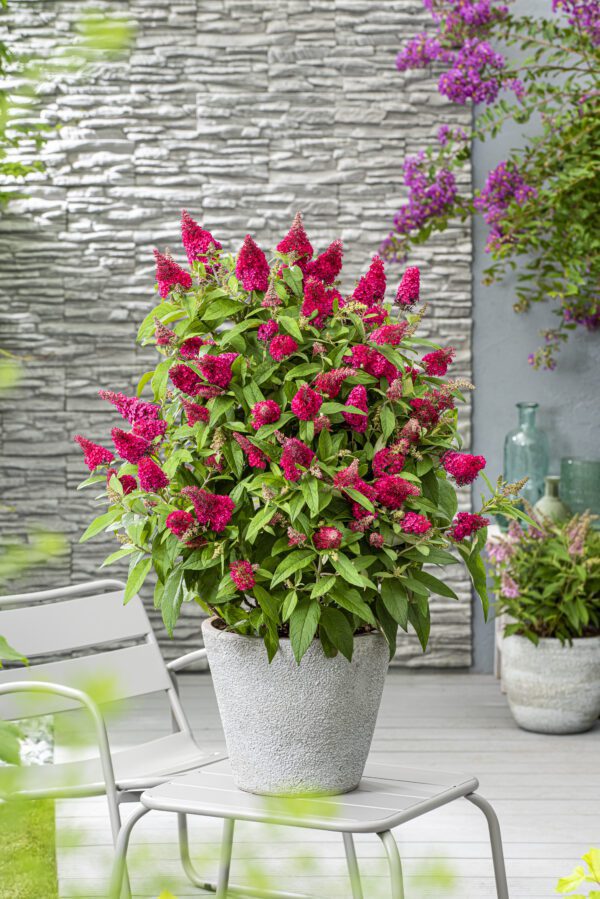 Buddleja Butterfly Candy Little Ruby heeft een zeer compacte plantgrootte van 80 cm hoog