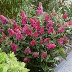 Buddleja Butterfly Candy Little Ruby heeft een zeer compacte plantgrootte van 80 cm hoog