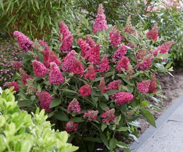 Buddleja Butterfly Candy Little Ruby heeft een zeer compacte plantgrootte van 80 cm hoog