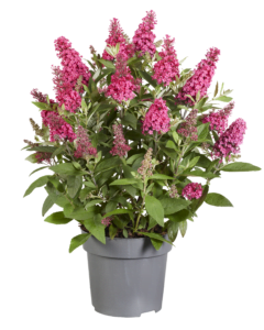 Buddleja Butterfly Candy Little Ruby heeft een zeer compacte plantgrootte van 80 cm hoog