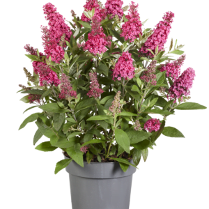 Buddleja Butterfly Candy Little Ruby heeft een zeer compacte plantgrootte van 80 cm hoog