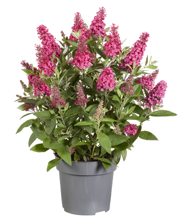 Buddleja Butterfly Candy Little Ruby heeft een zeer compacte plantgrootte van 80 cm hoog