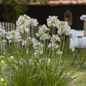 Agapanthus everpanthus ‘’Ever White’’