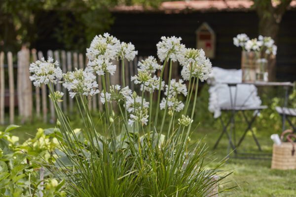 Agapanthus everpanthus ‘’Ever White’’