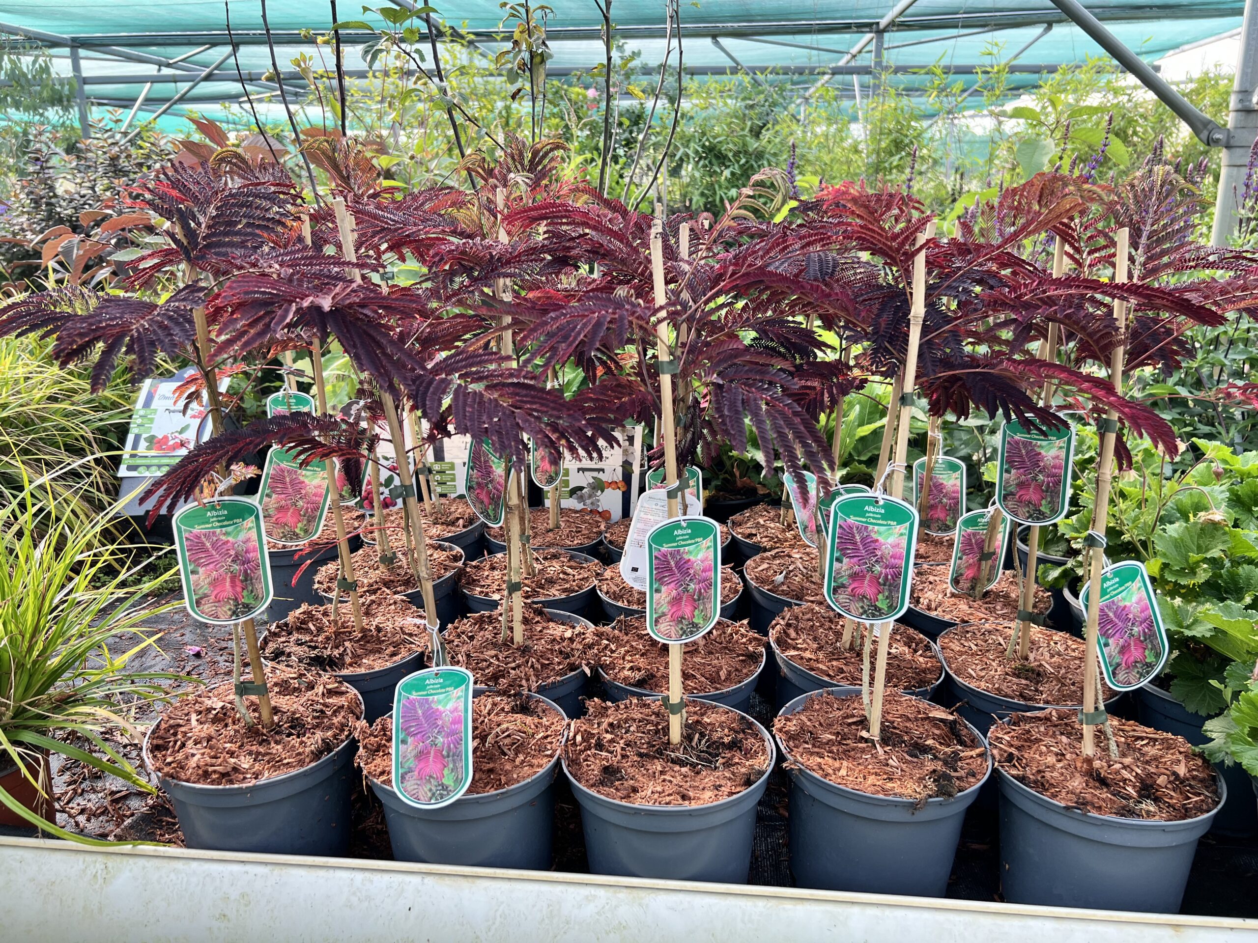 Albizia jullibrissin 'Summer Chocolate'   -Perzische slaapboom - Afbeelding 2
