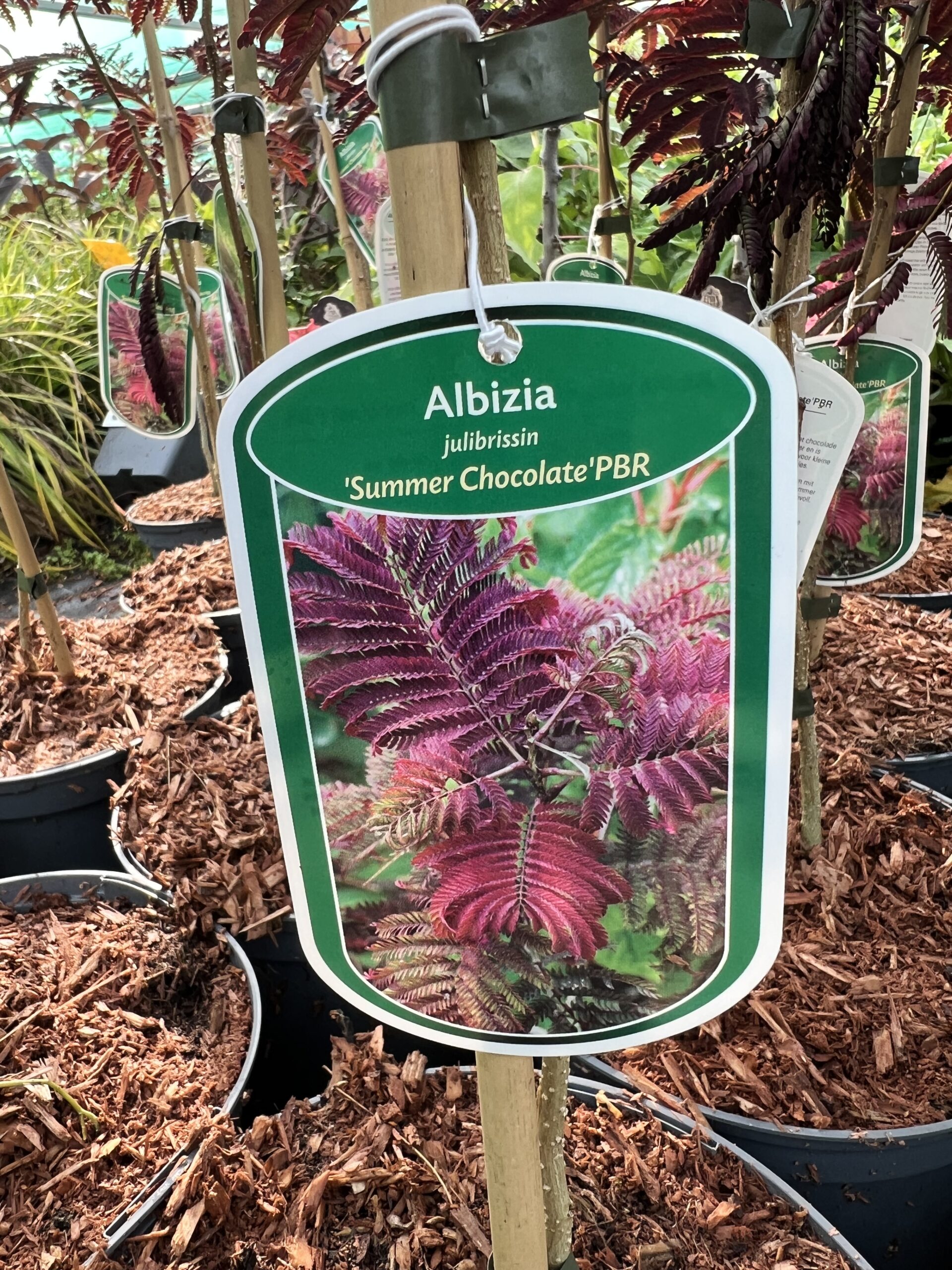 Albizia jullibrissin 'Summer Chocolate'   -Perzische slaapboom