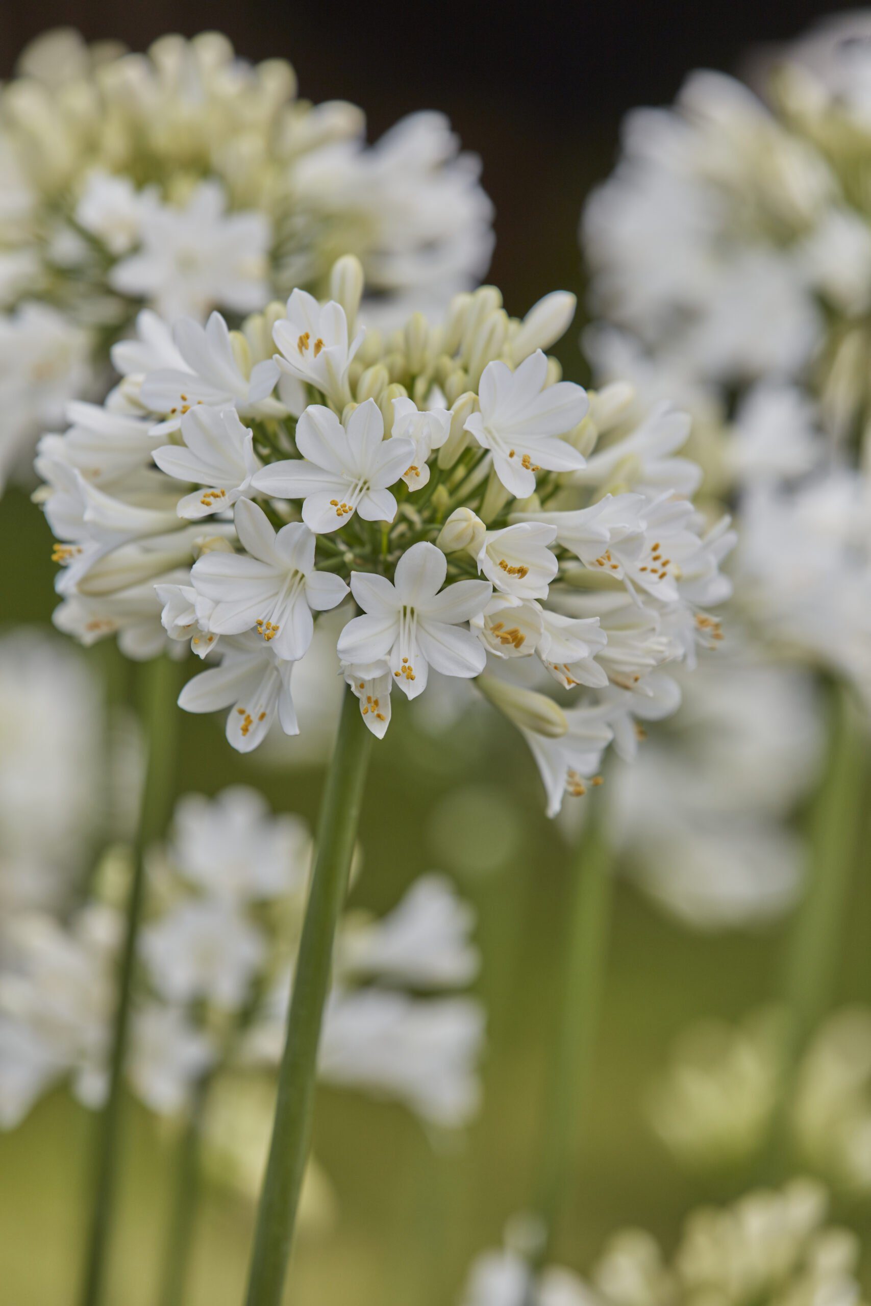 Agapanthus everpanthus ‘’Ever White’’ - Bloeit 2x - Afbeelding 3