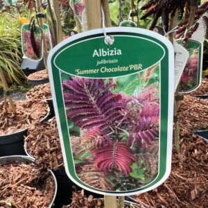 Albizia jullibrissin 'Summer Chocolate'   -Perzische slaapboom