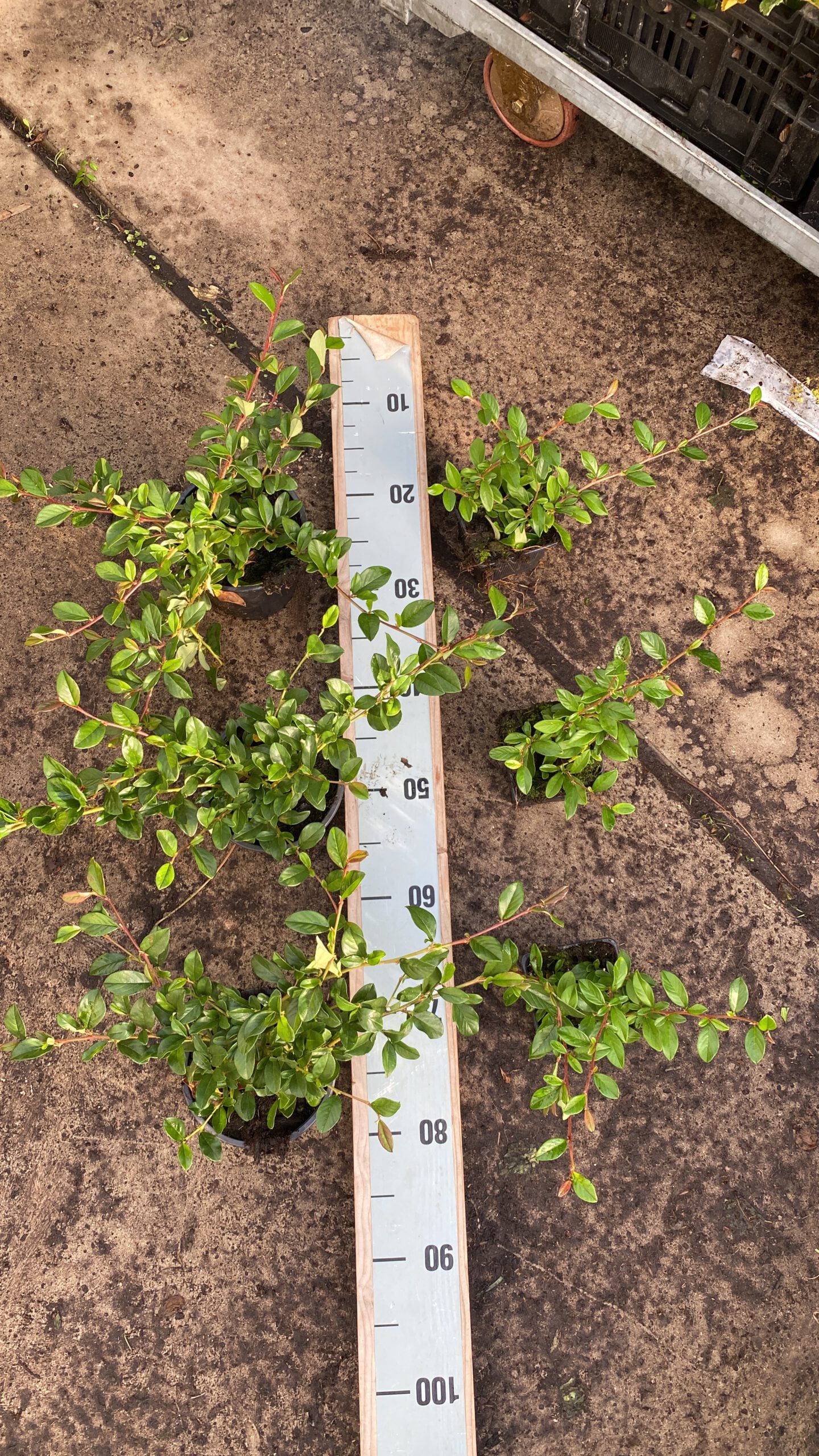 Cotoneaster dammeri - dwergmispel 13 cm pot - Afbeelding 2