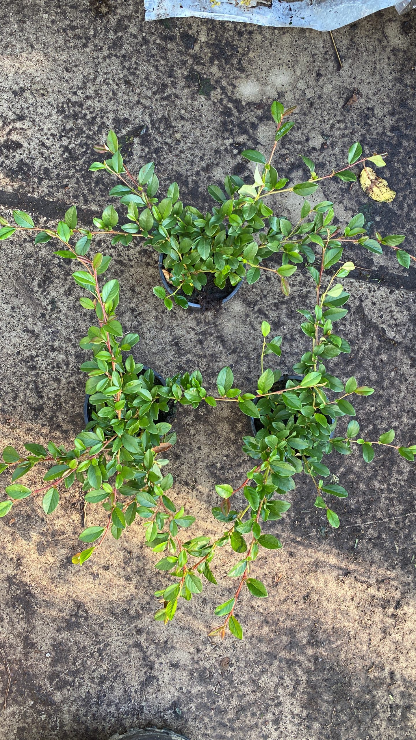 Cotoneaster dammeri - dwergmispel 13 cm pot - Afbeelding 3