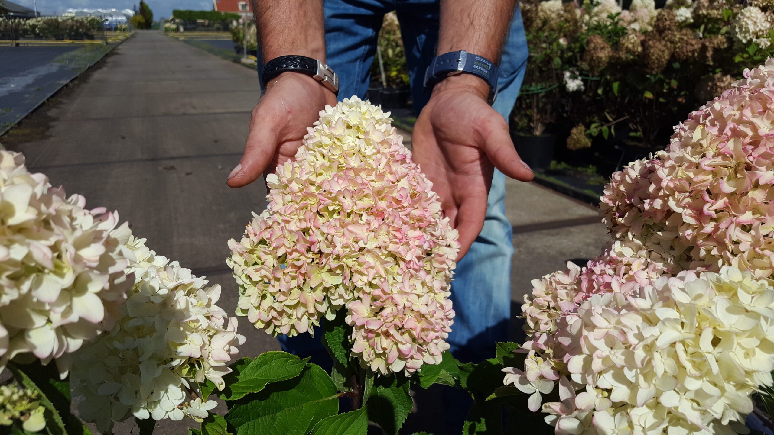Hydrangea paniculata “Little Fresco”- dwerg schapenkop 70 cm - Afbeelding 3