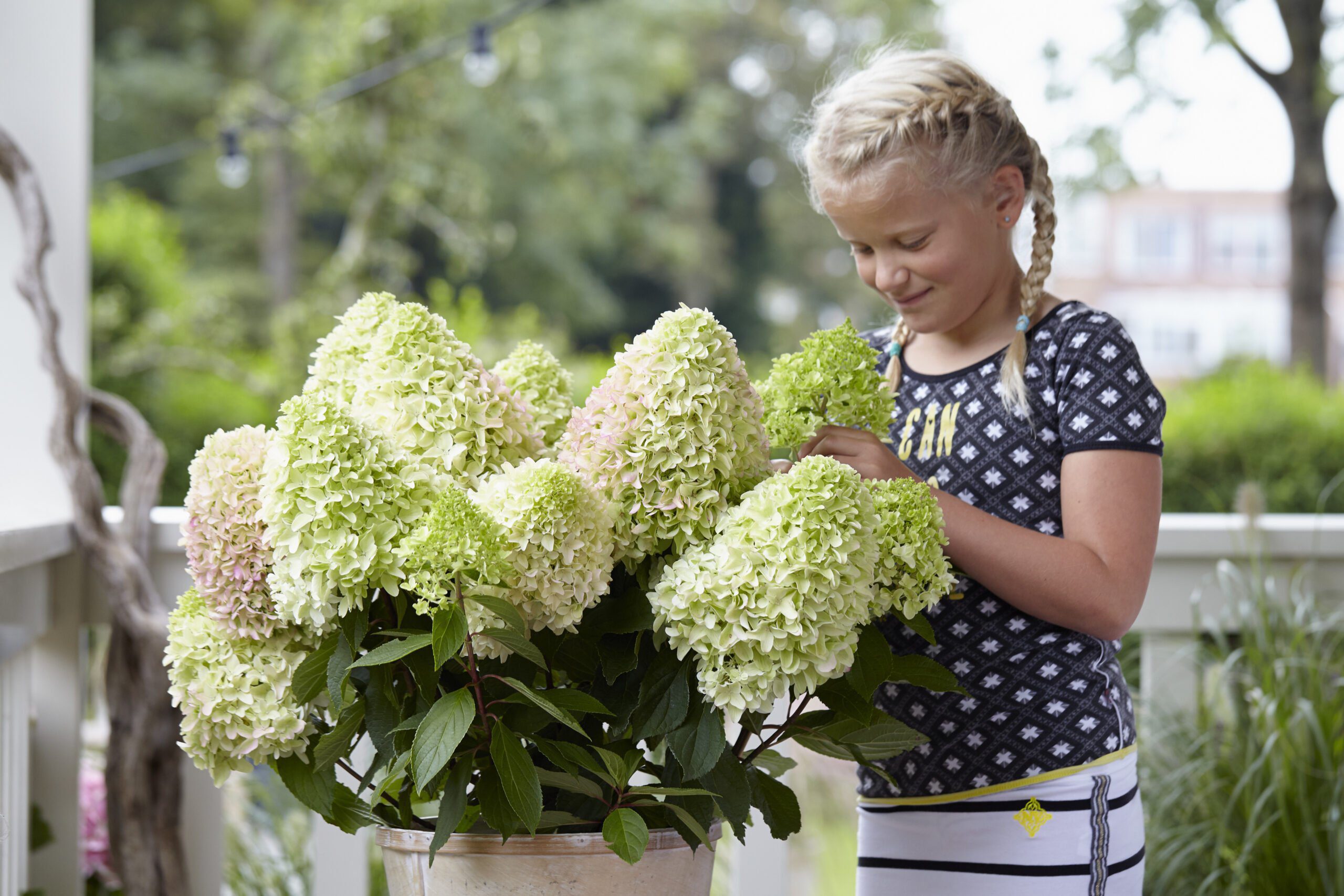 Hydrangea paniculata “Little Fresco”- dwerg schapenkop 70 cm - Afbeelding 4