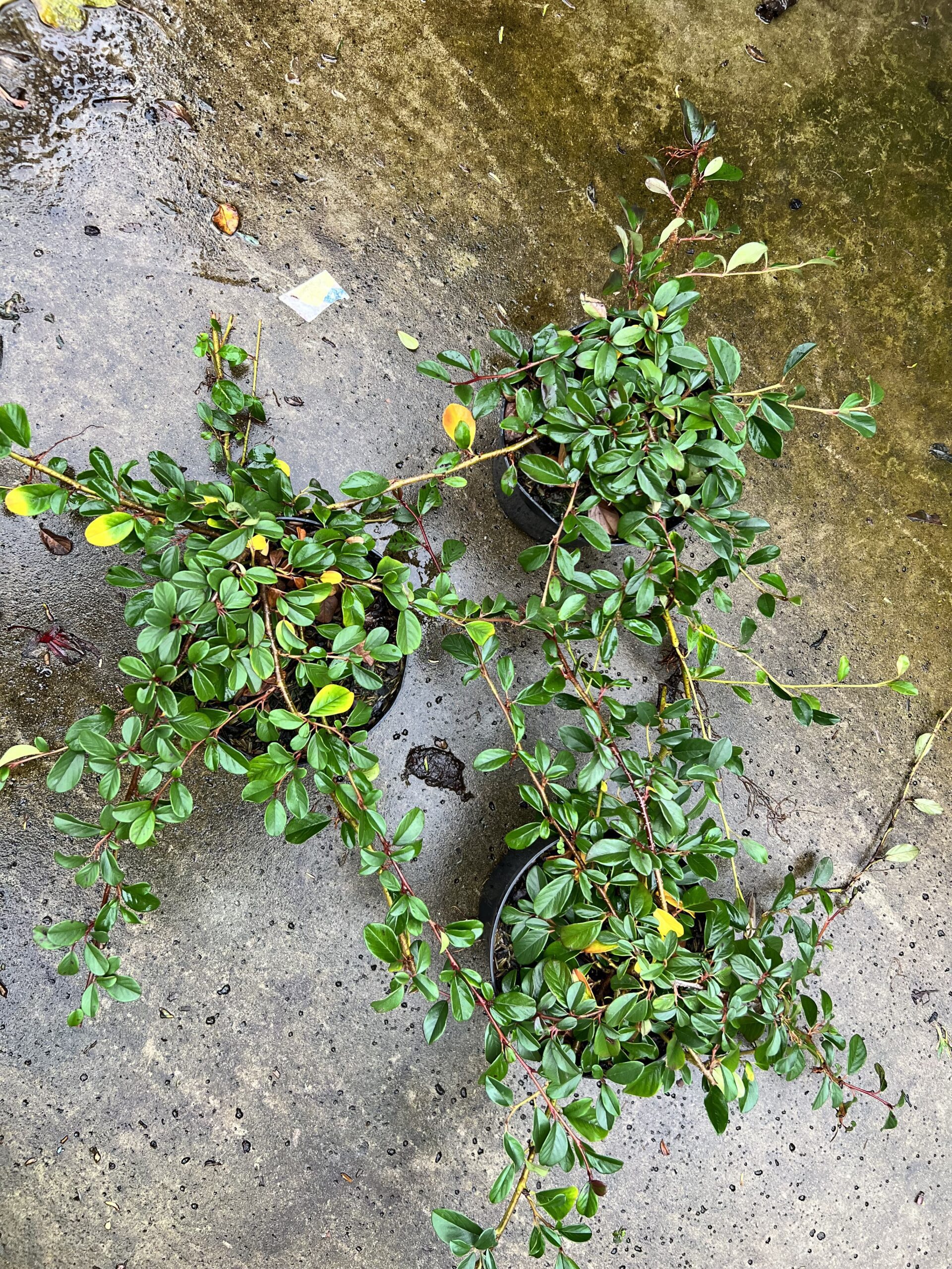 Cotoneaster dammeri - dwergmispel 13 cm pot