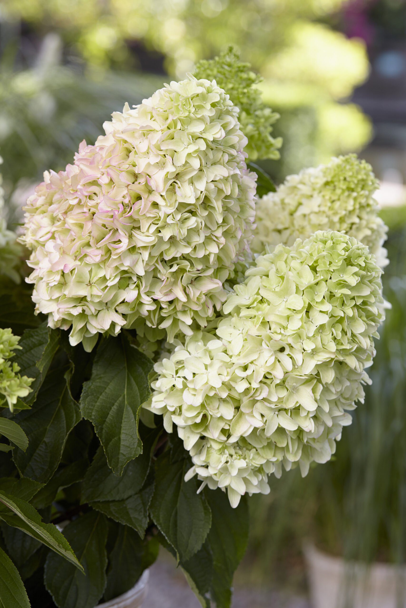 Hydrangea paniculata “Little Fresco”- dwerg schapenkop 70 cm - Afbeelding 5