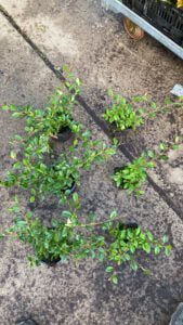 Cotoneaster dammeri, één van de beste bodembedekker