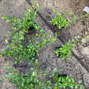 Cotoneaster dammeri, één van de beste bodembedekker
