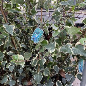 Hedera Goirle de Marengo een grootbladige witgroene Hedera klimop