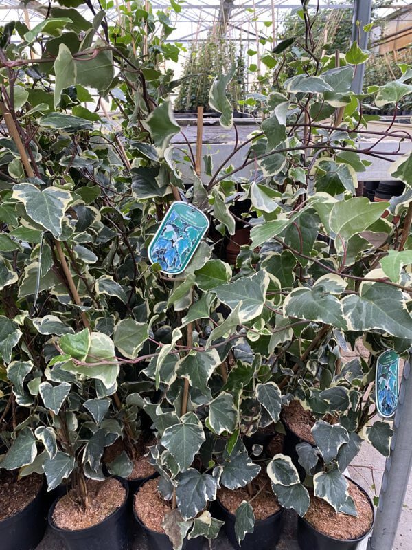 Hedera Goirle de Marengo een grootbladige witgroene Hedera klimop