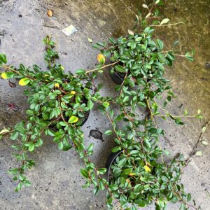 Cotoneaster dammeri - dwergmispel 13 cm pot