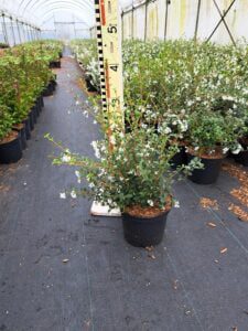 Osmanthus Burkwoodii, volle struiken met geurende bloemen in april en mei
