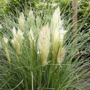 Cortaderia Tiny Pampa, dwerg pampasgras