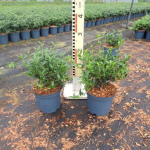 Osmanthus burkwoodii, geurende groenblijvende haagplant in 19 cm pot