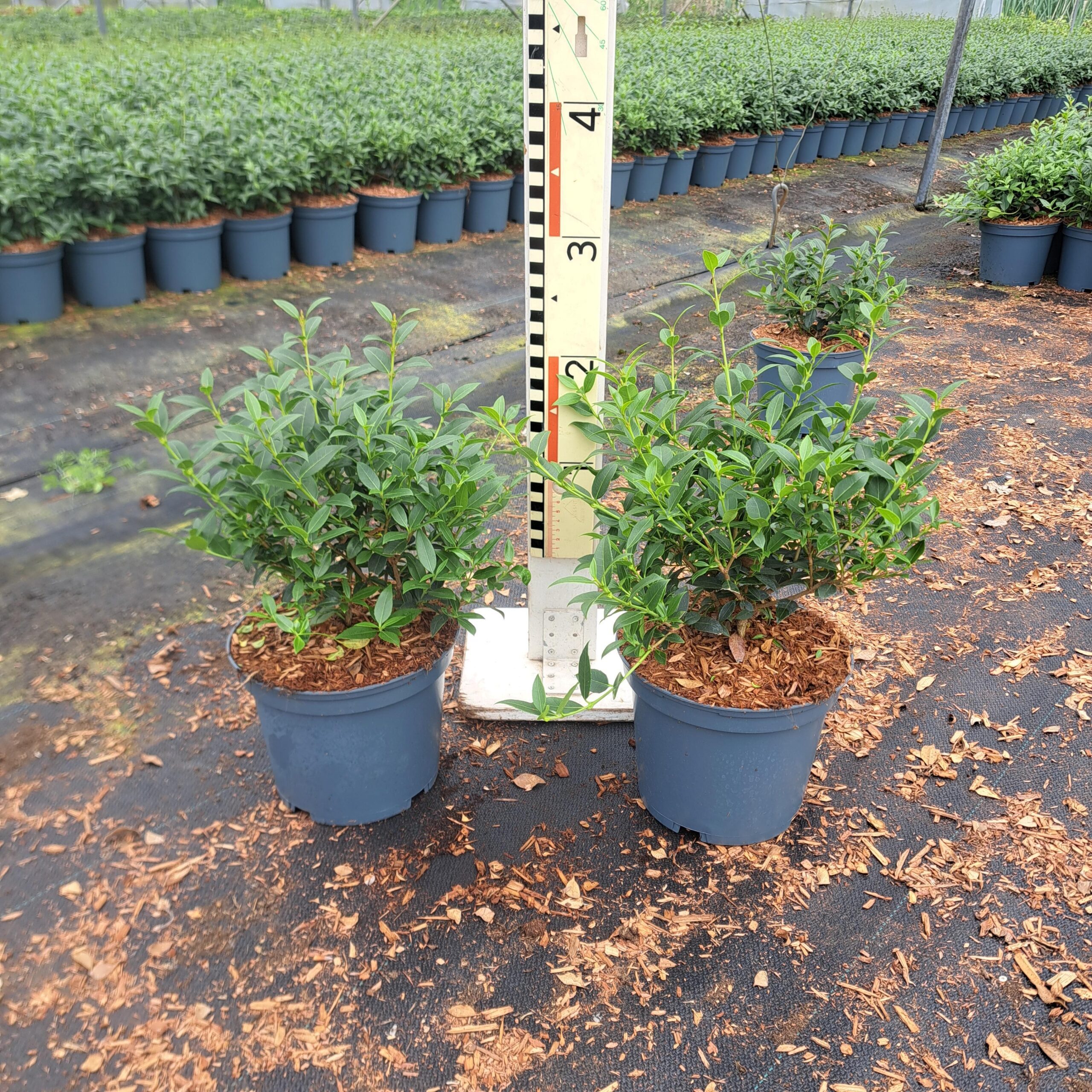 Osmanthus burkwoodii, geurende groenblijvende haagplant in 19 cm pot