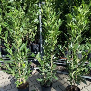 Prunus Caucasica snelgroeiende Laurier