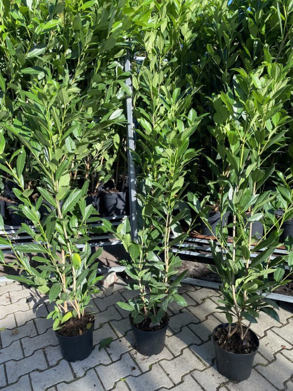 Prunus Caucasica snelgroeiende Laurier
