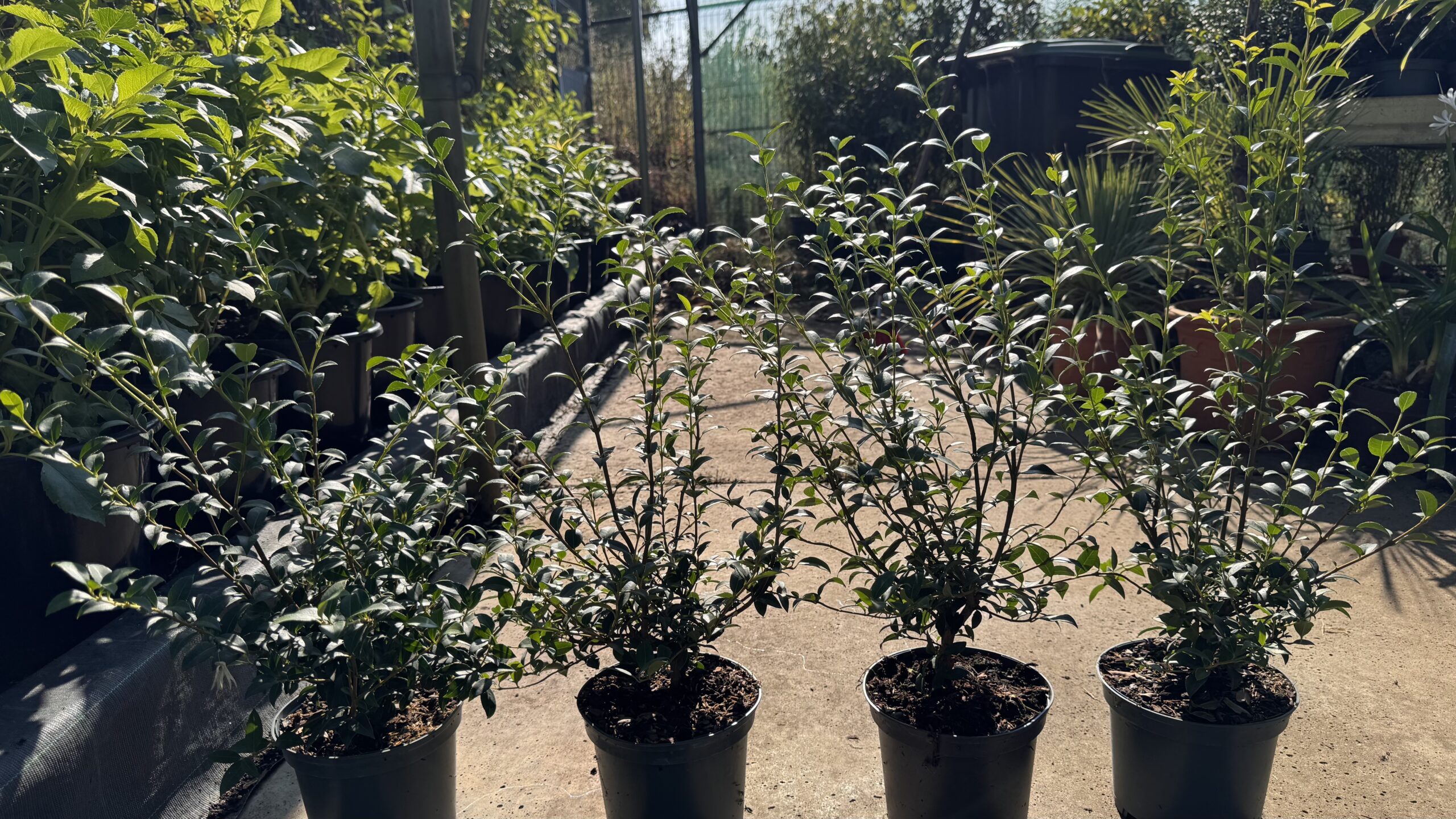 Osmanthus burkwoodii - SchijnHulst haag 30/40 t/m 60/80 cm en Bol 30-60 cm