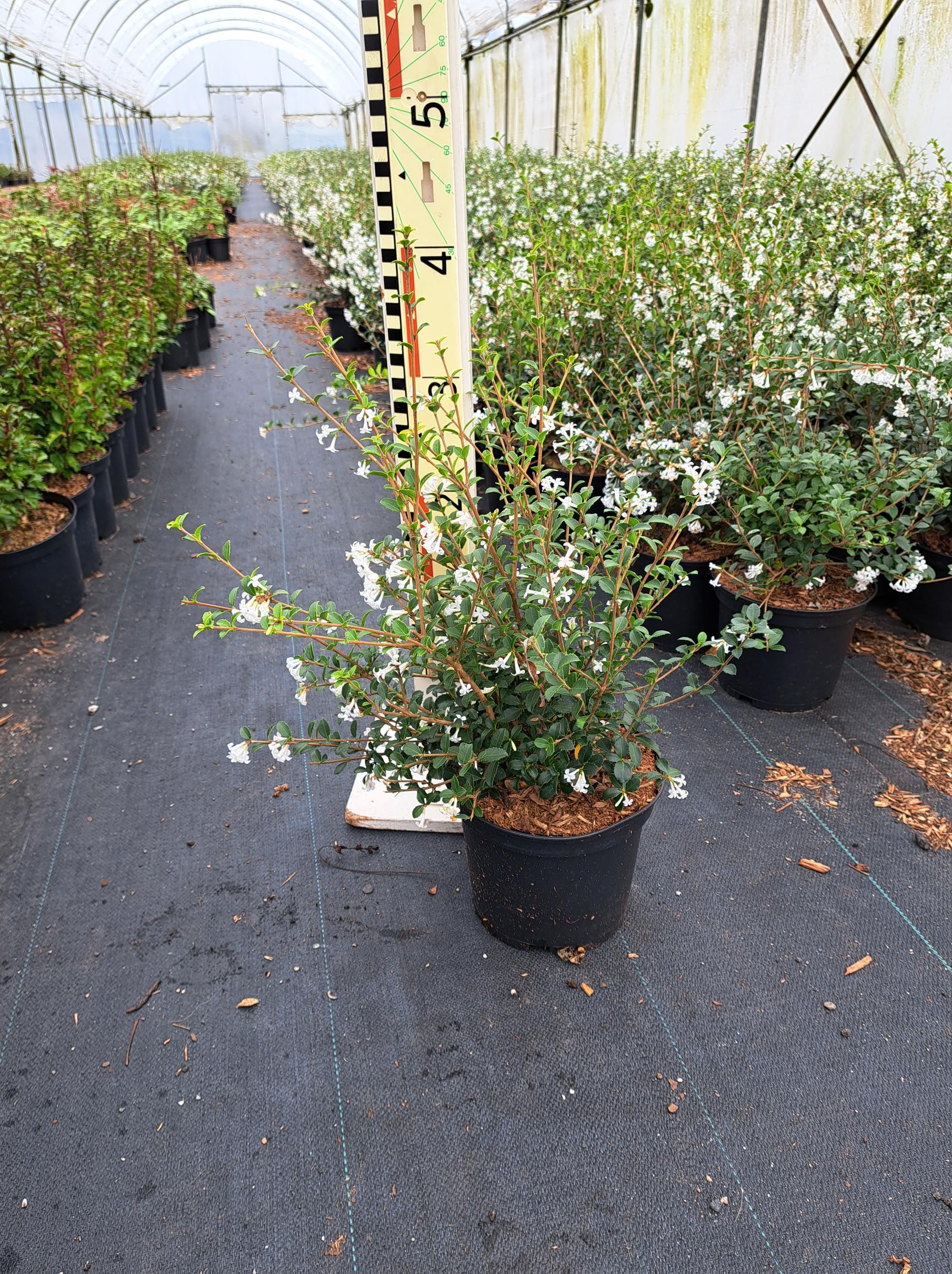 Osmanthus Burkwoodii, volle struiken met geurende bloemen in april en mei
