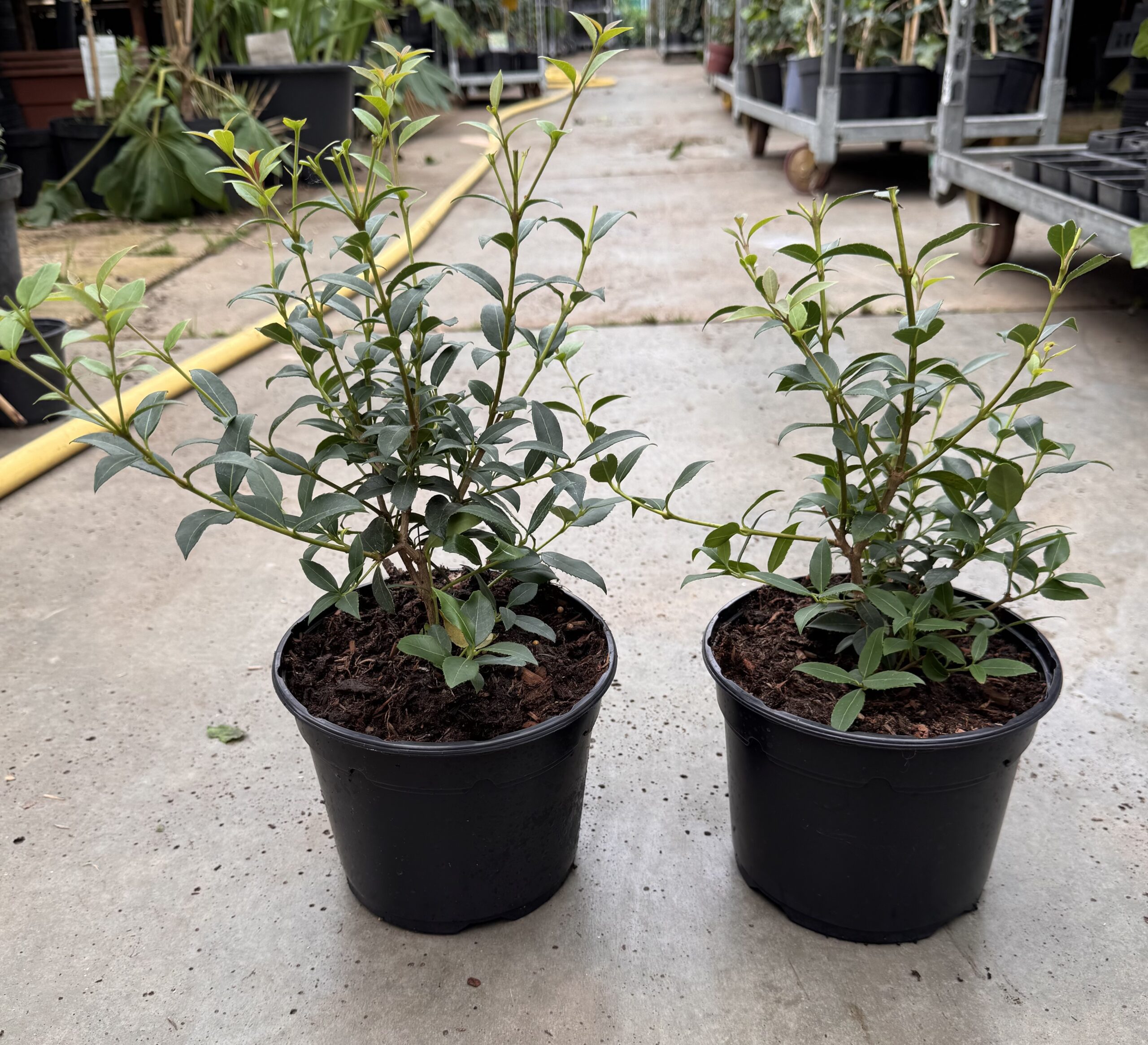 17 cm pot , Osmanthus burkwoodii, geurend , mooiste haagplant
