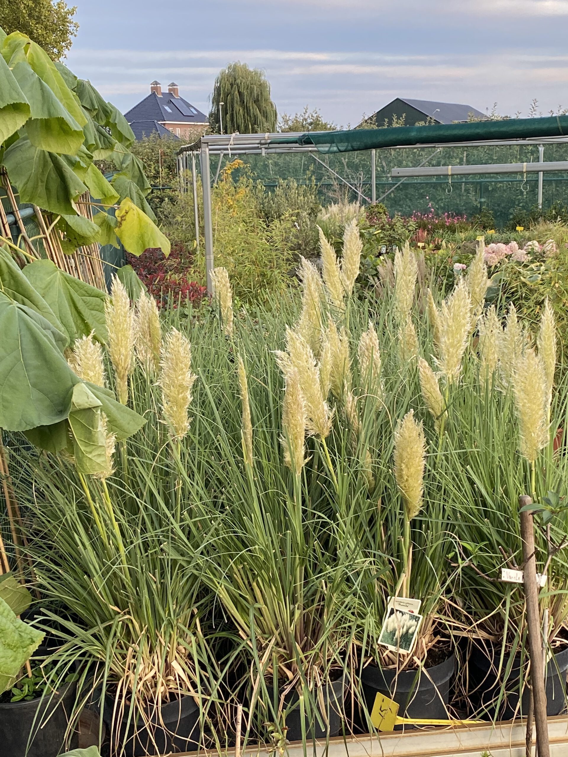 Cortaderia Tiny Pampa - Dwerg Pampasgras - Afbeelding 2