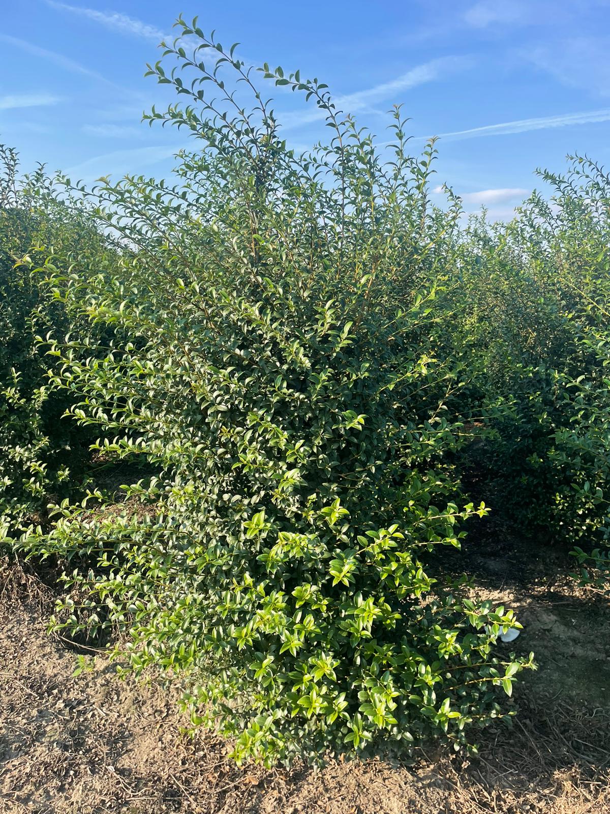 Osmanthus, groenblijvende haagplant, volop geurende bloemetjes in mei