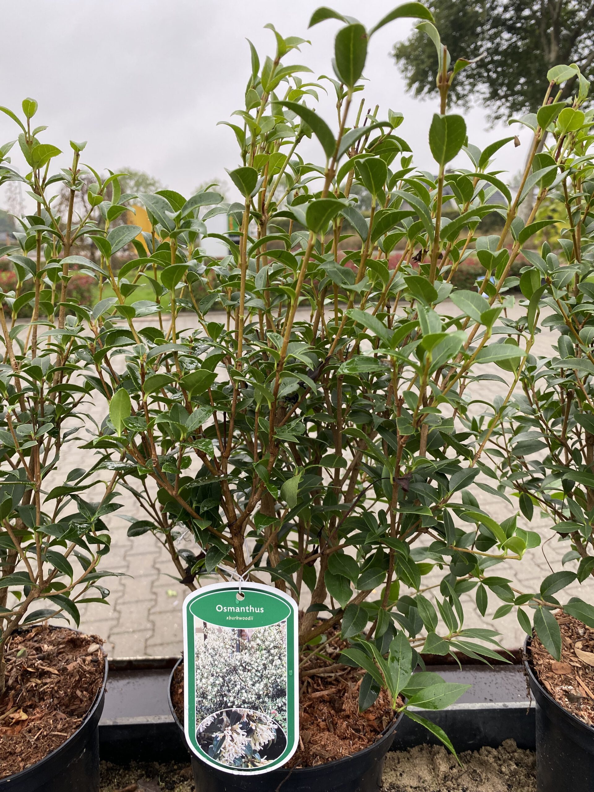 Osmanthus burkwoodii - SchijnHulst - Bol 30 t/m 60 cm doorsnee - Afbeelding 2