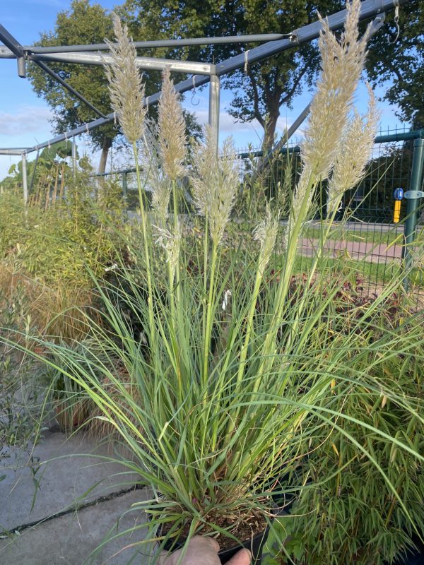 Cortaderia Tiny Pampa - Dwerg Pampasgras - Afbeelding 4