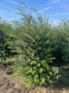 Osmanthus, groenblijvende haagplant, volop geurende bloemetjes in mei