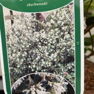 Osmanthus, groenblijvende haagplant, volop geurende bloemetjes in mei