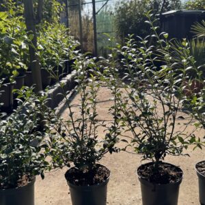 Osmanthus burkwoodii - SchijnHulst 30/40 t/m 60/80 cm